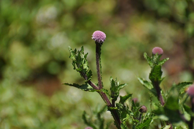 Sphaeranthus suaveolens