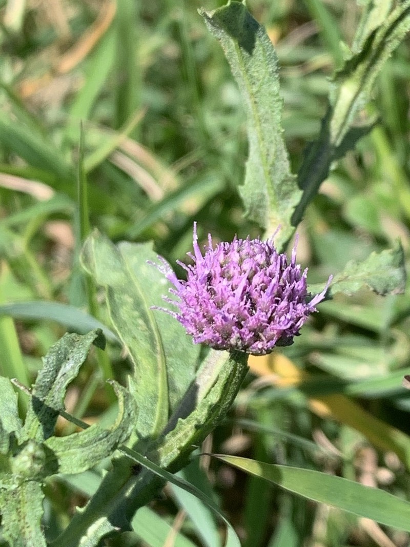 Sphaeranthus suaveolens photo 2