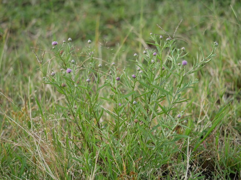 Sphaeranthus suaveolens photo 3
