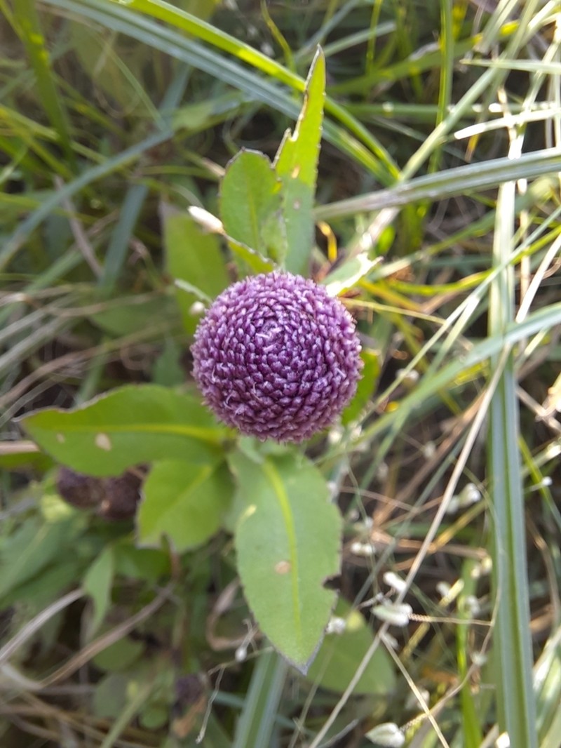 Sphaeranthus suaveolens photo 4