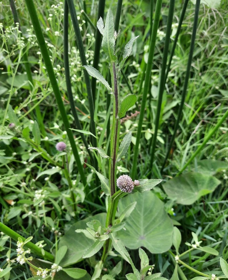 Sphaeranthus suaveolens photo 5