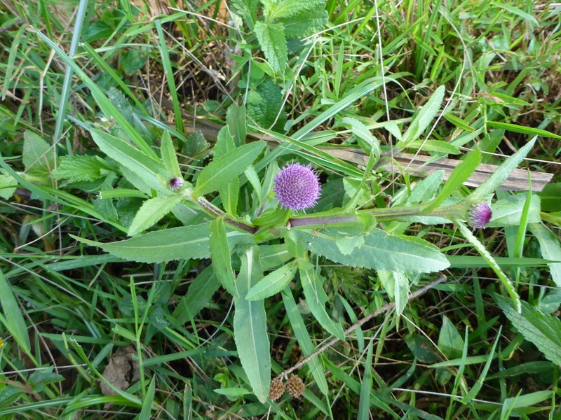 Sphaeranthus suaveolens photo 6