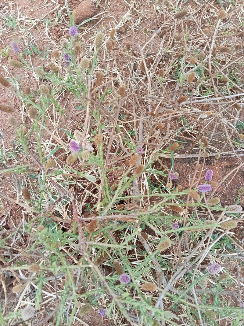 Sphaeranthus suaveolens photo 7