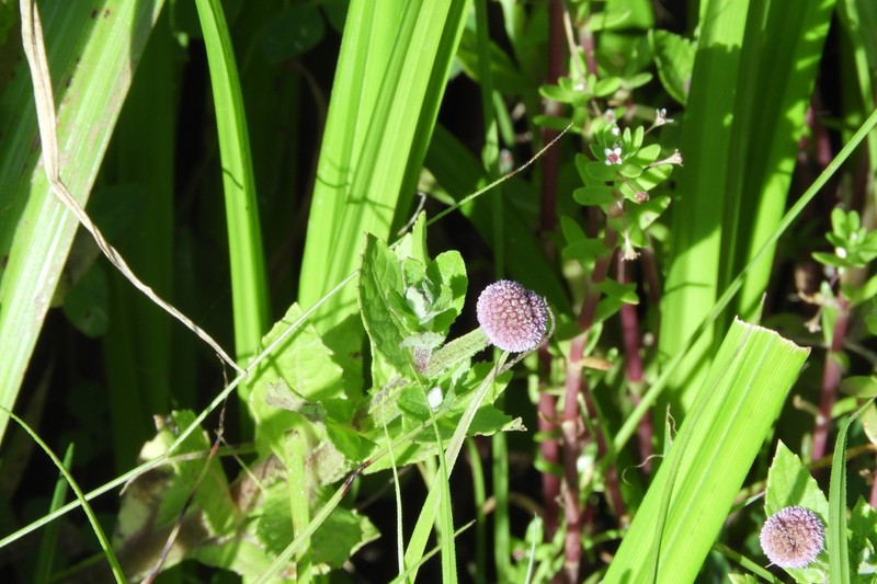 Sphaeranthus suaveolens photo 8
