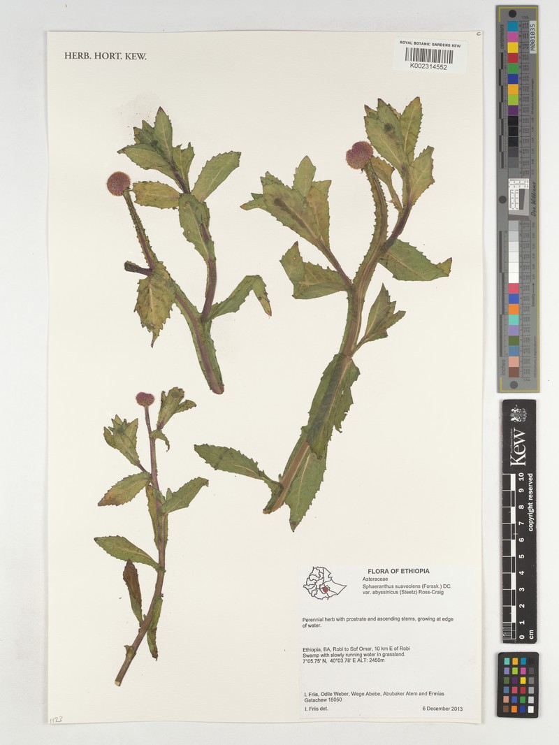 Sphaeranthus suaveolens var. abyssinicus