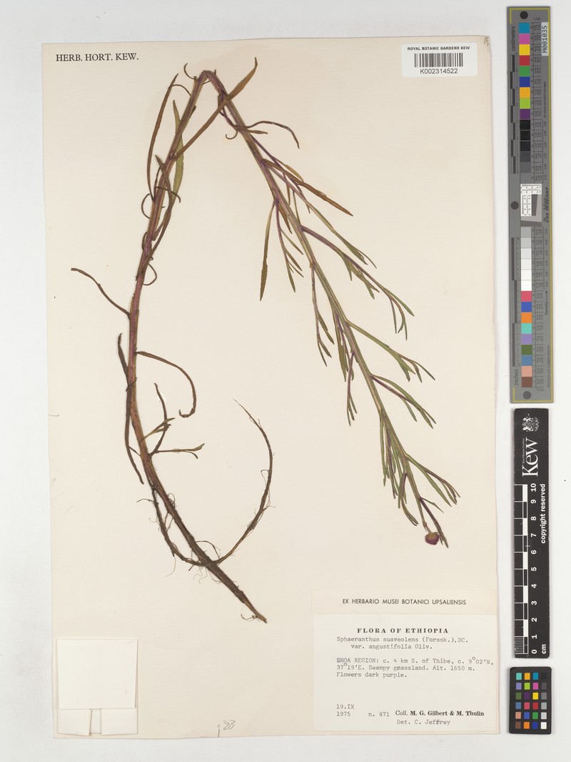 Sphaeranthus suaveolens var. angustifolius