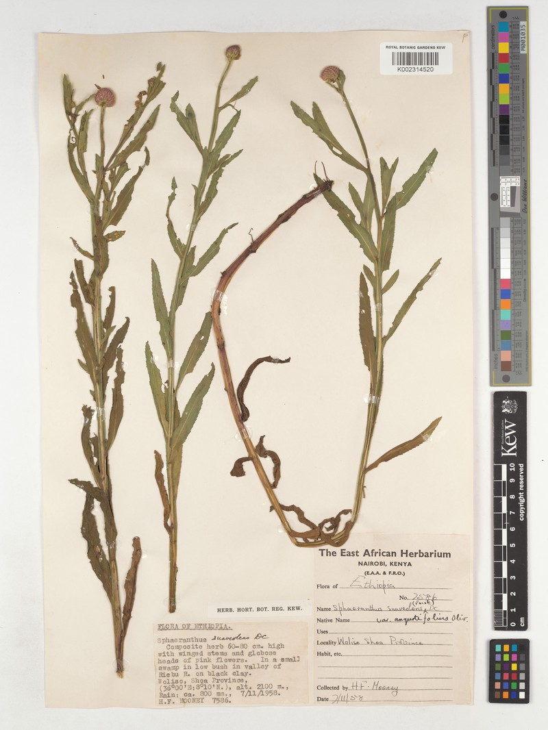 Sphaeranthus suaveolens var. angustifolius photo 2