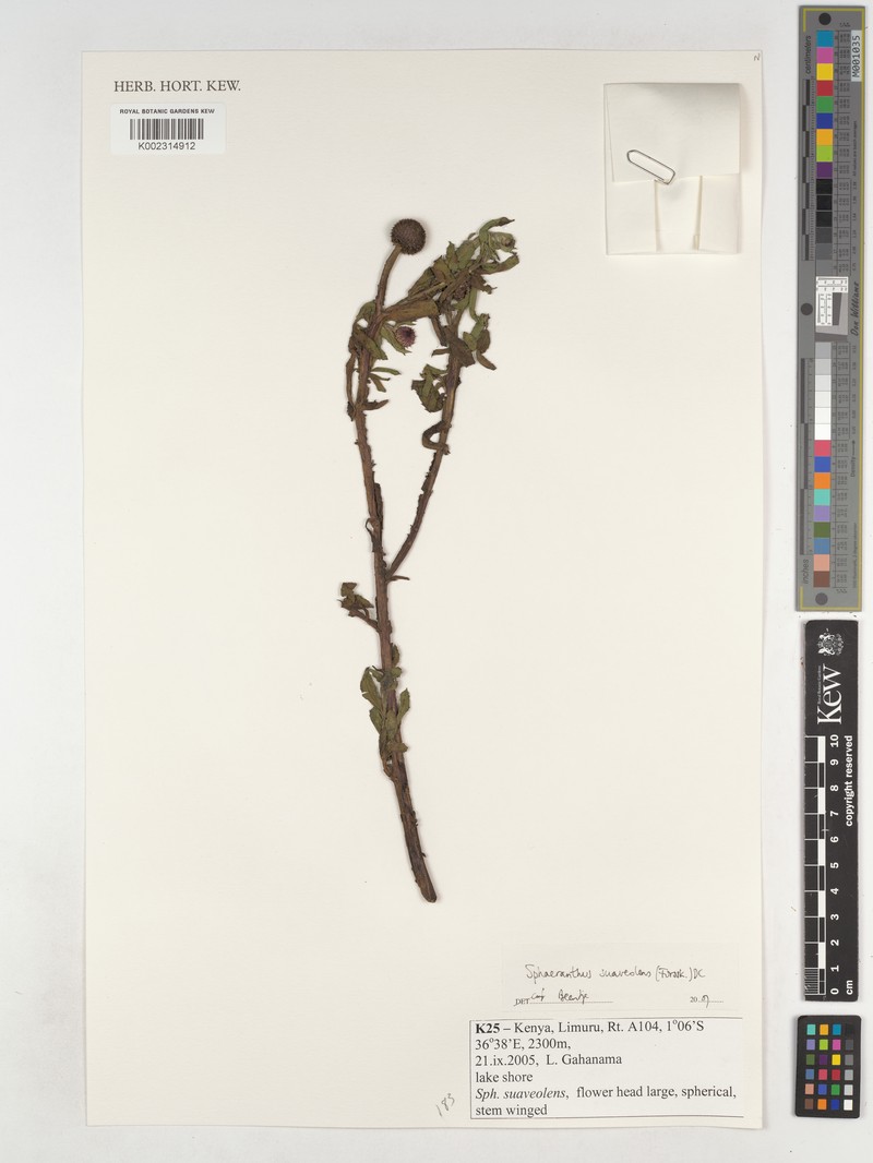 Sphaeranthus suaveolens var. suaveolens