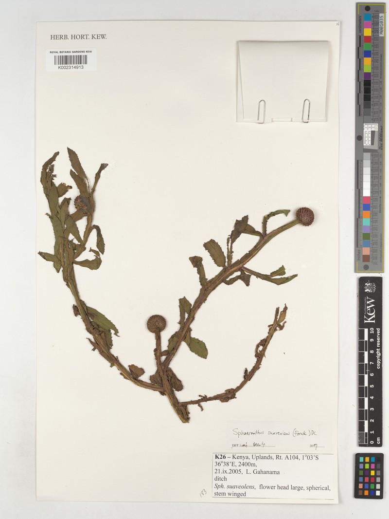 Sphaeranthus suaveolens var. suaveolens photo 2