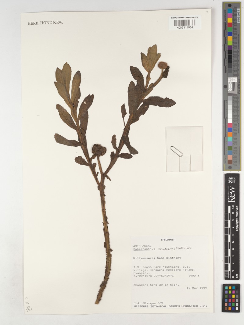 Sphaeranthus suaveolens var. suaveolens photo 3