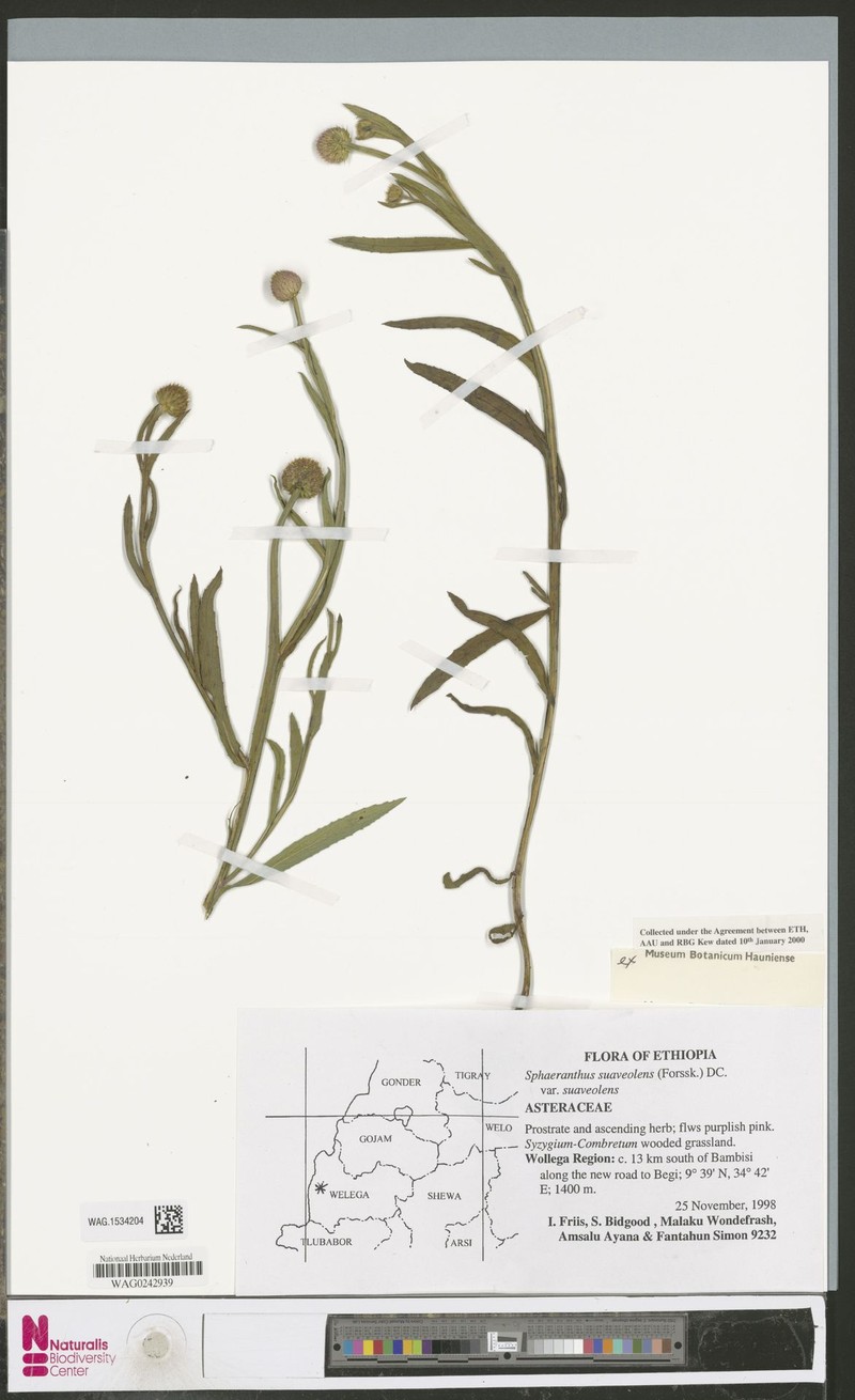 Sphaeranthus suaveolens var. suaveolens photo 4