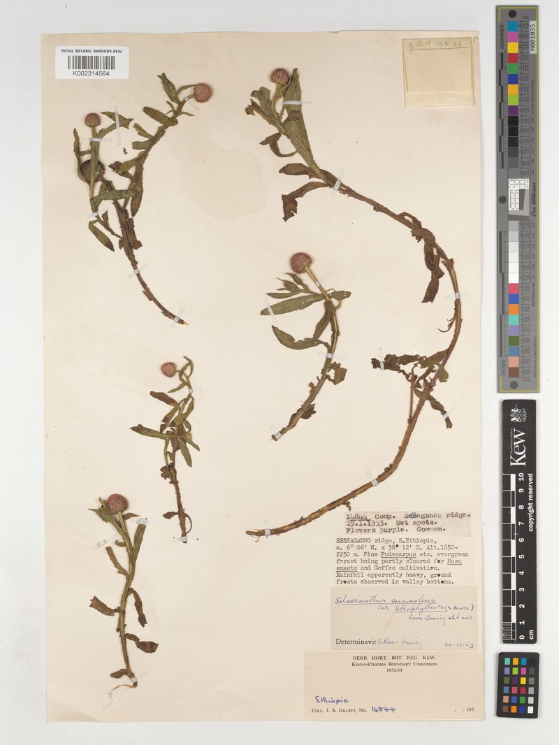 Sphaeranthus suaveolens var. tetraphyllus
