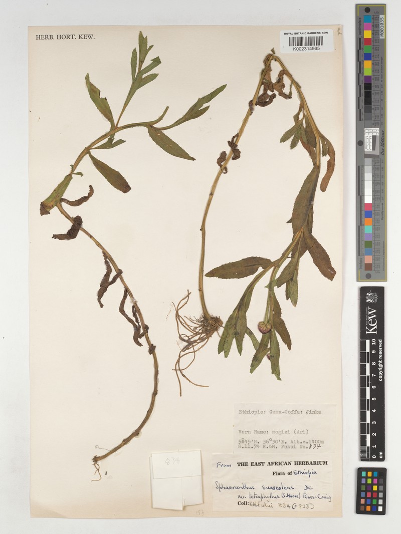 Sphaeranthus suaveolens var. tetraphyllus photo 2