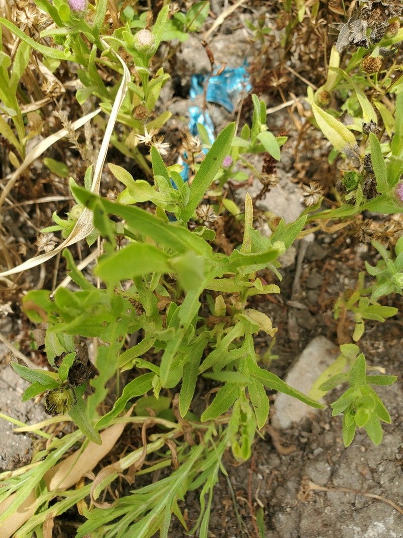 Sphaeranthus talbotii