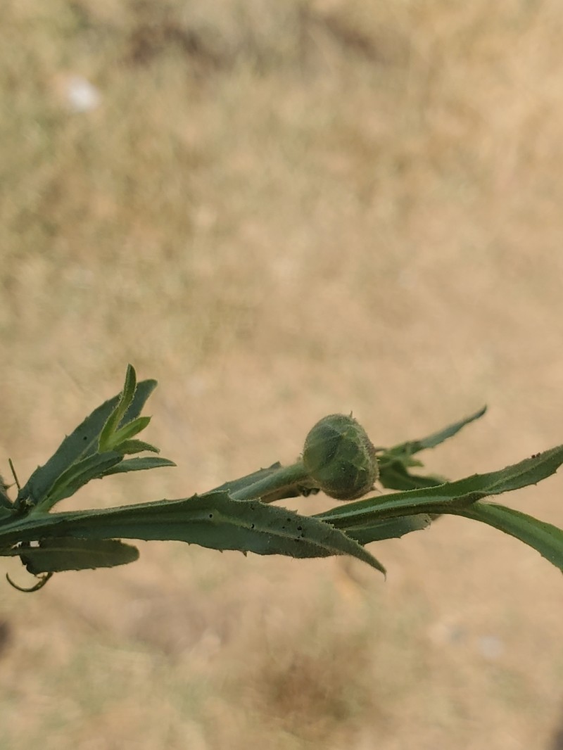 Sphaeranthus talbotii photo 2