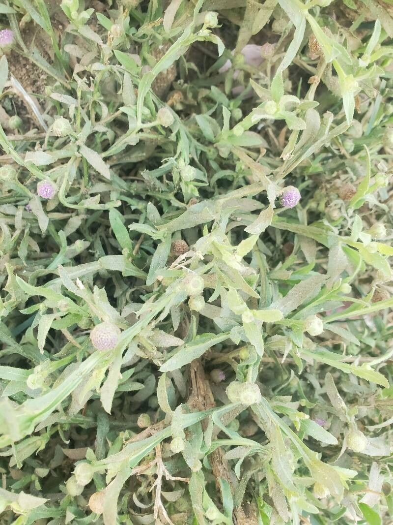 Sphaeranthus talbotii photo 4