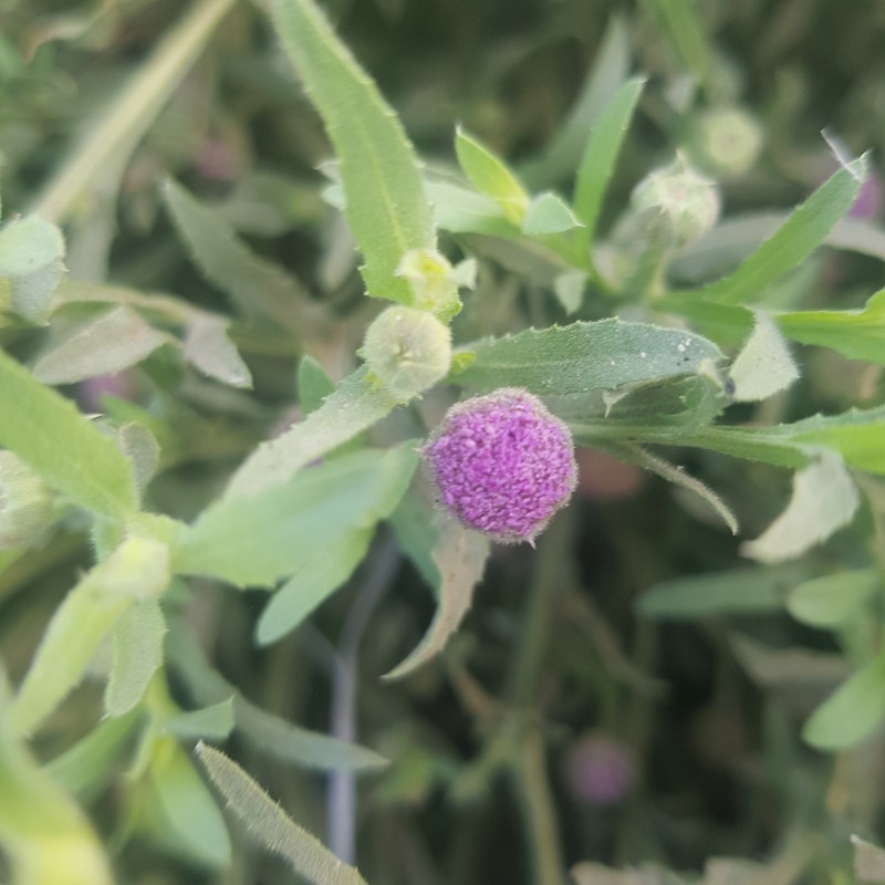 Sphaeranthus talbotii photo 5