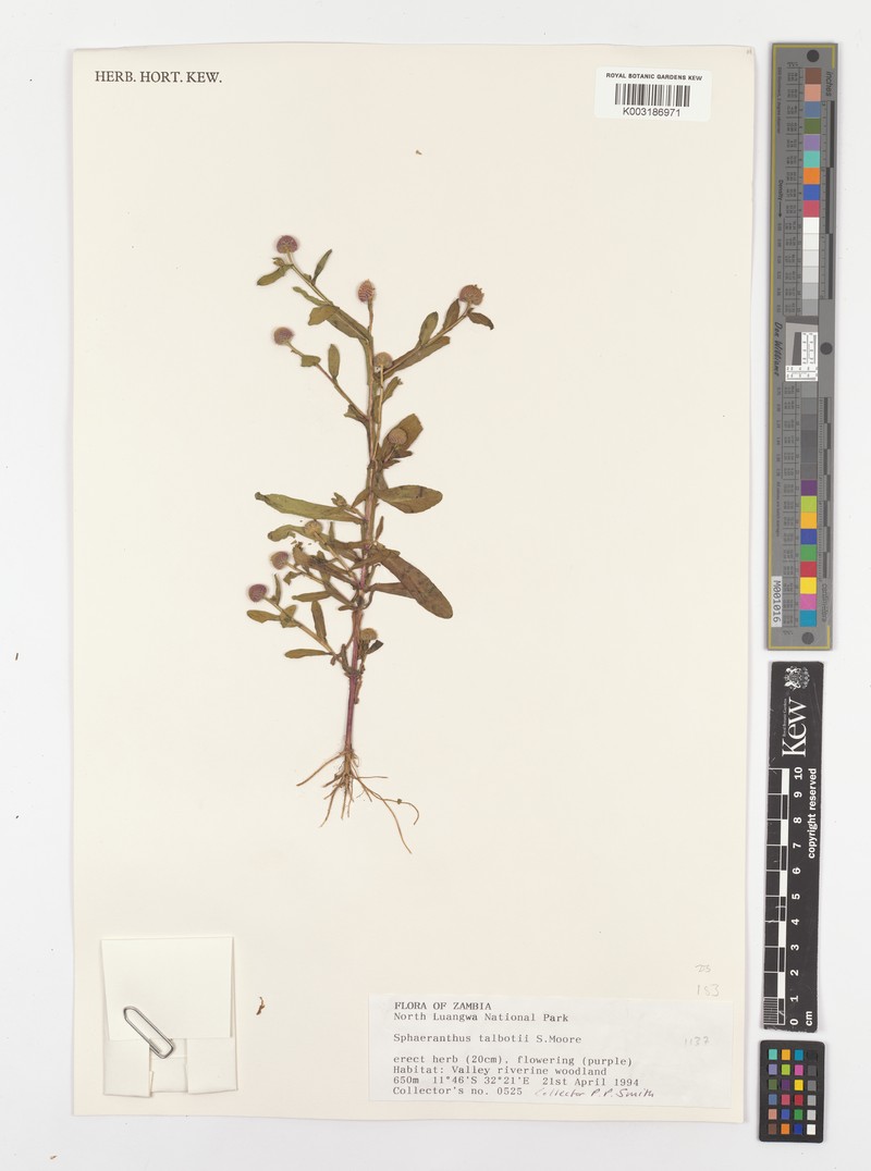 Sphaeranthus talbotii photo 6