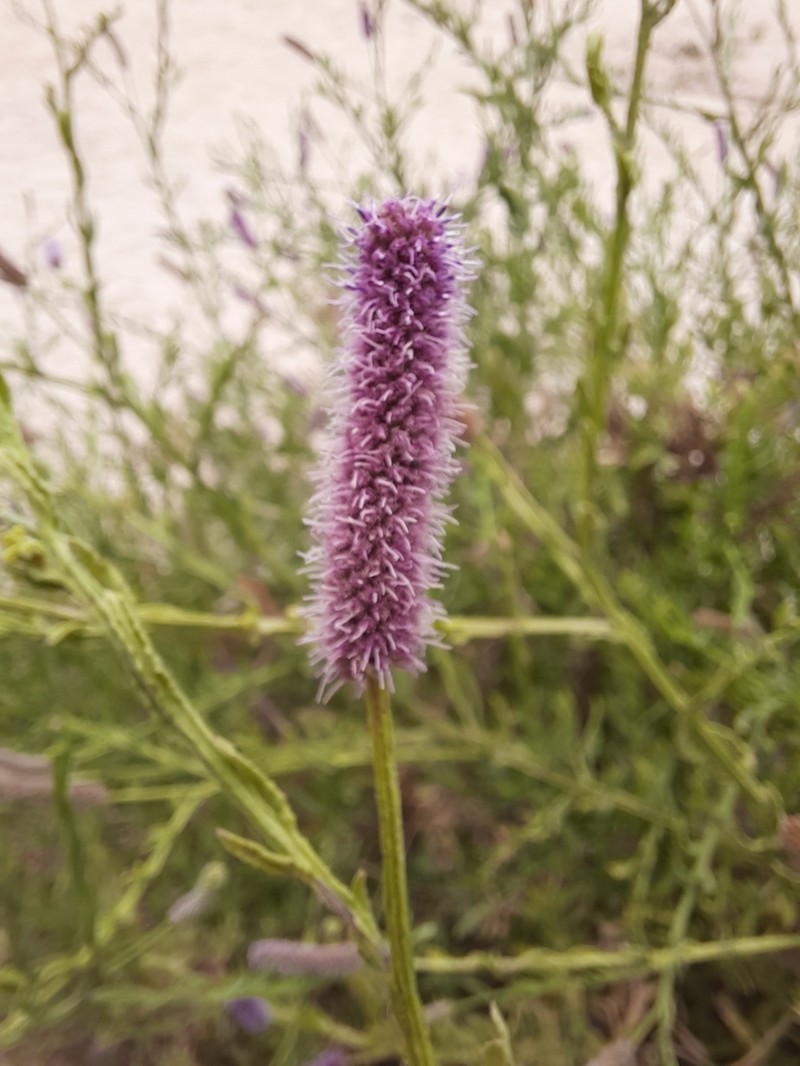 Sphaeranthus ukambensis photo 2