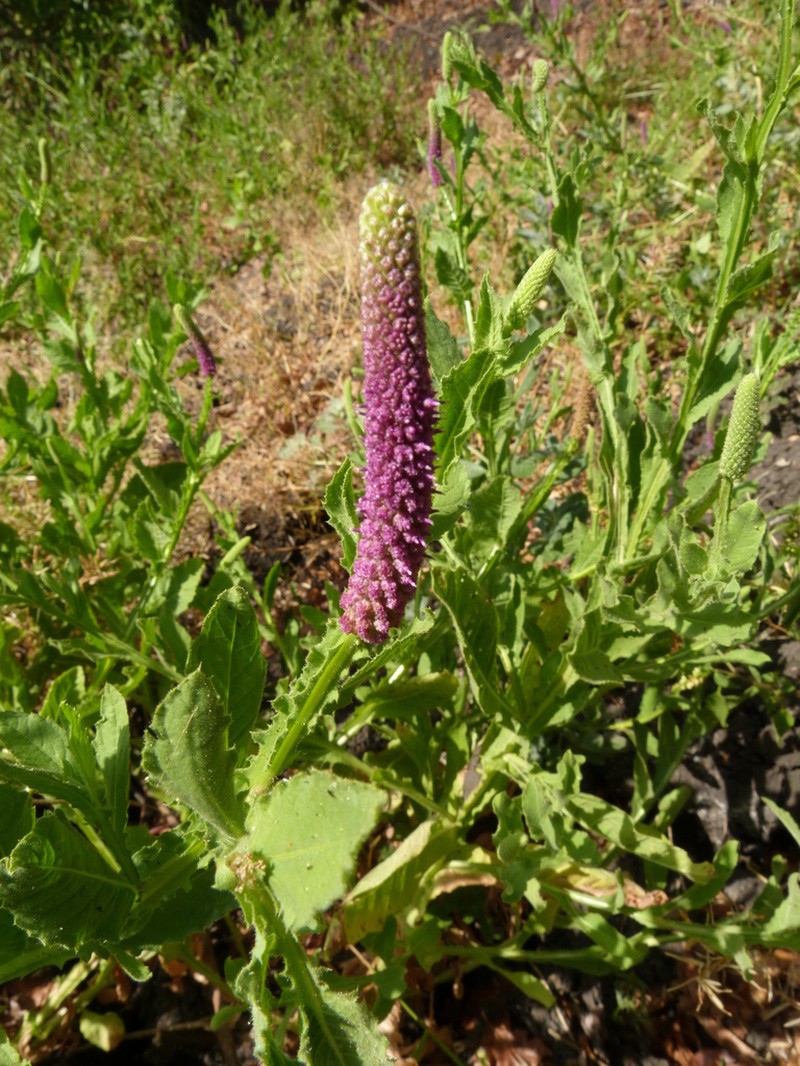 Sphaeranthus ukambensis photo 3
