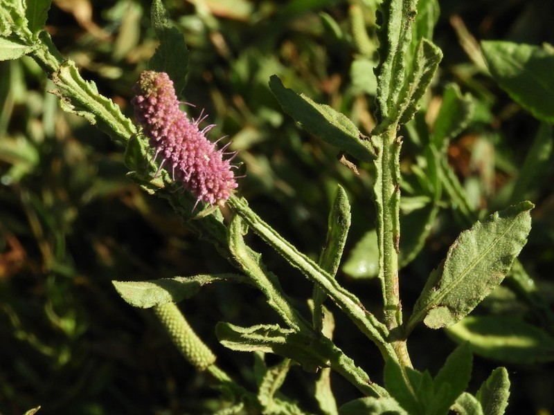 Sphaeranthus ukambensis photo 4