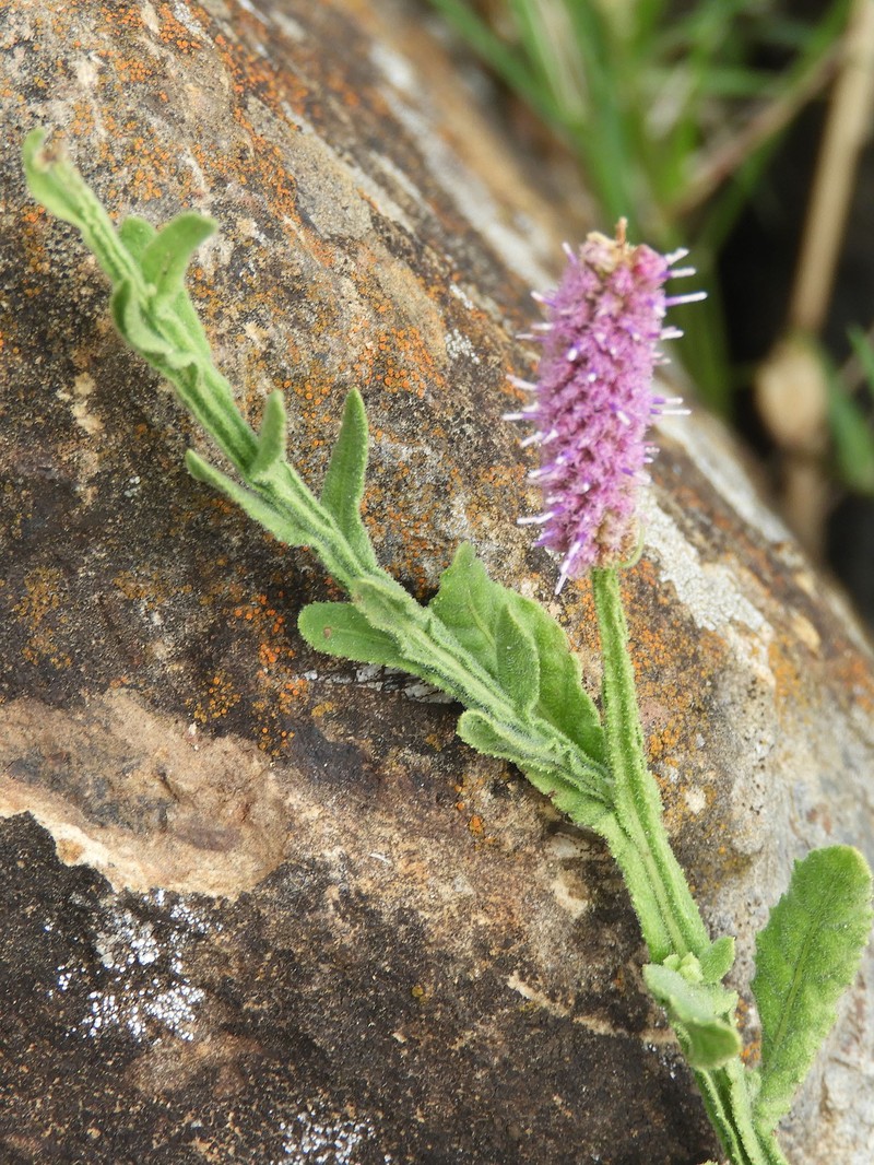 Sphaeranthus ukambensis photo 5