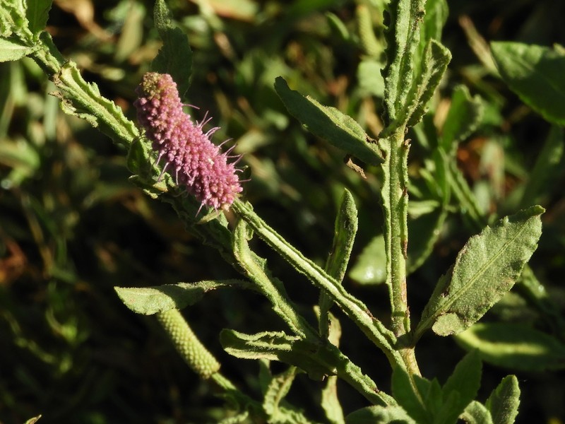 Sphaeranthus ukambensis photo 6