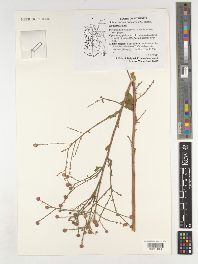 Sphaeranthus ukambensis var. dauensis