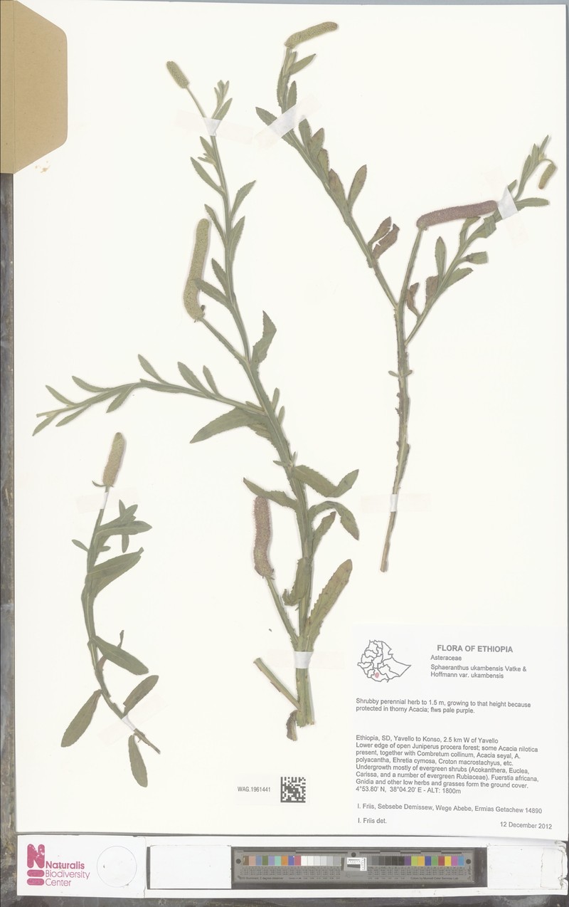 Sphaeranthus ukambensis var. ukambensis