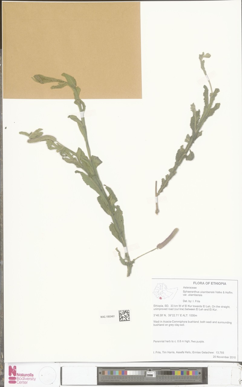 Sphaeranthus ukambensis var. ukambensis photo 2