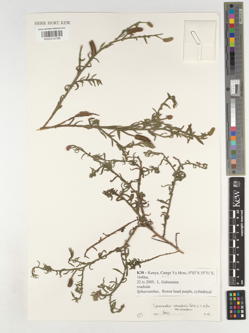 Sphaeranthus ukambensis var. ukambensis photo 3