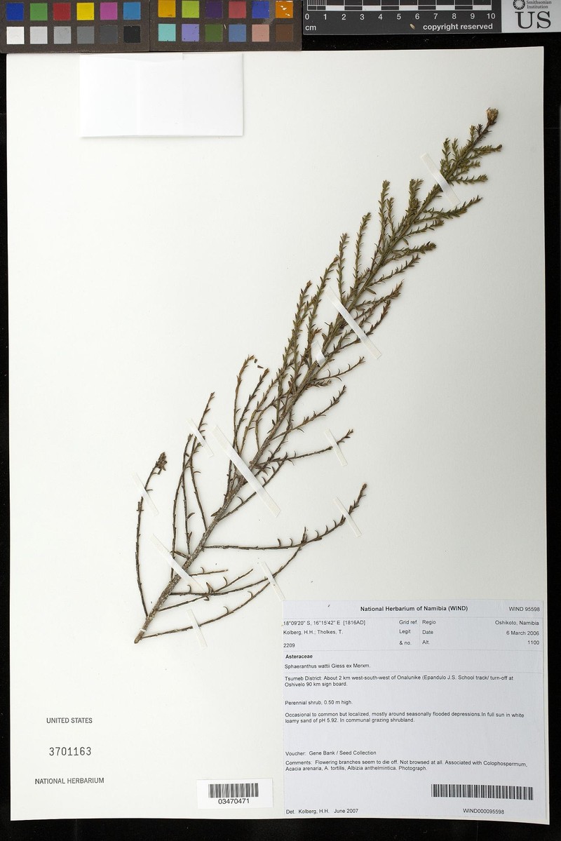 Sphaeranthus wattii