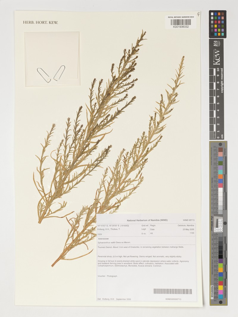 Sphaeranthus wattii photo 2