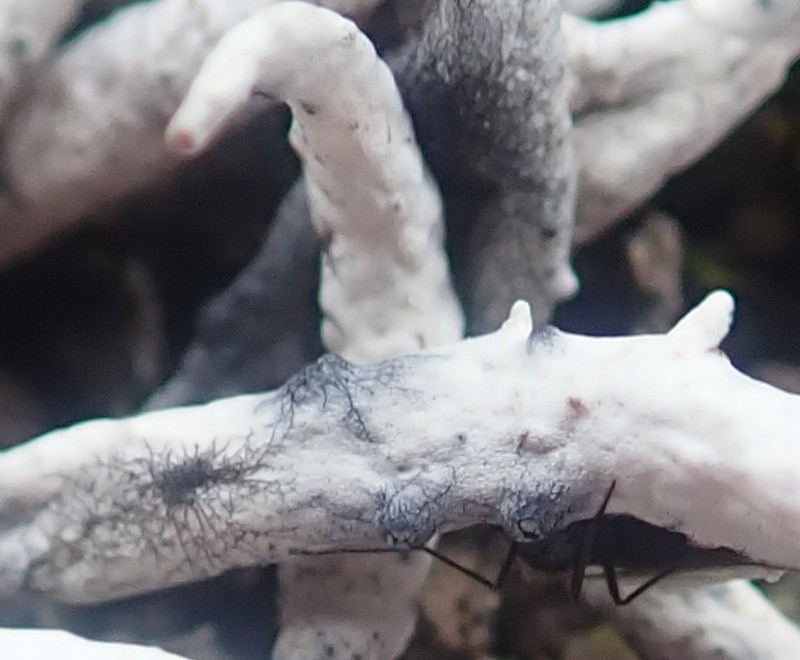 Sphaerellothecium araneosum photo 2