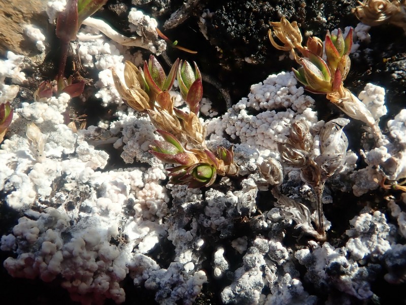 Sphaerellothecium araneosum photo 4