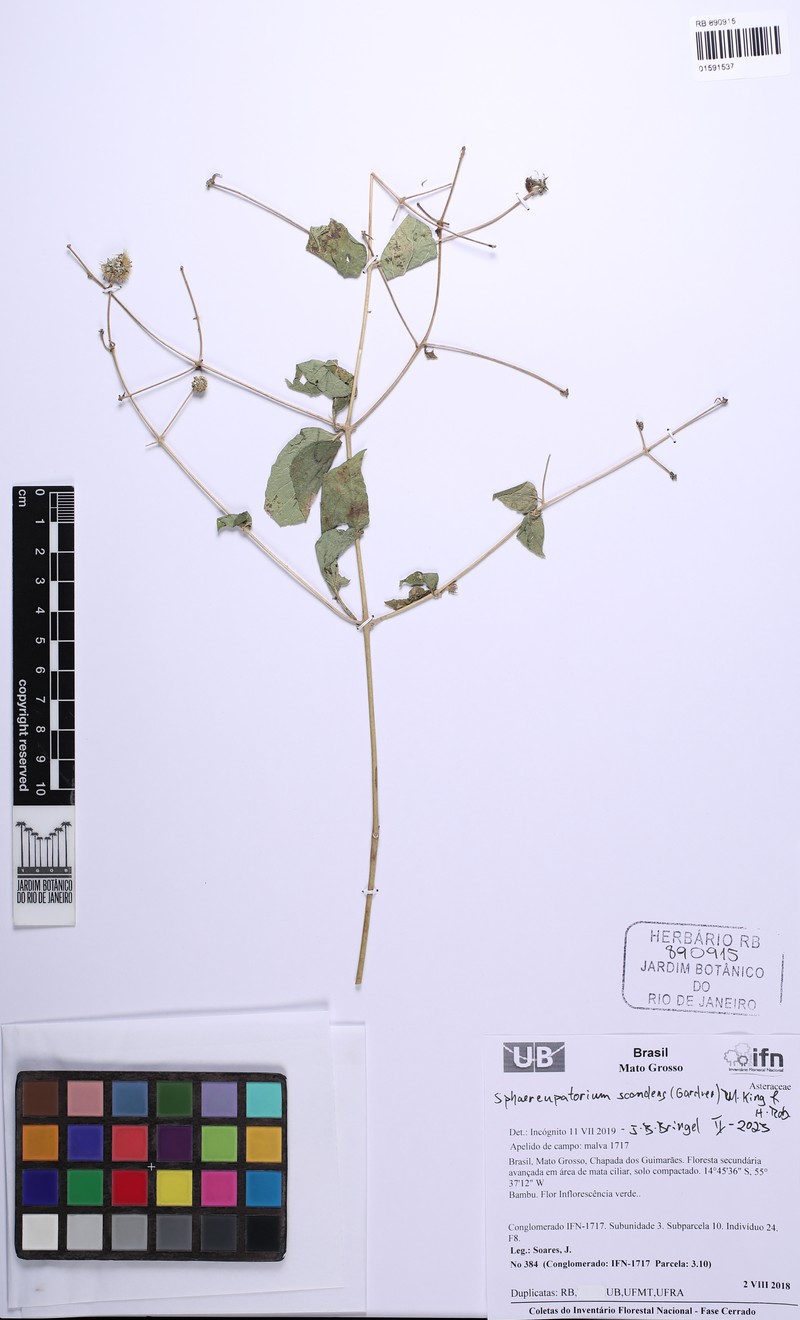 Sphaereupatorium scandens photo 2