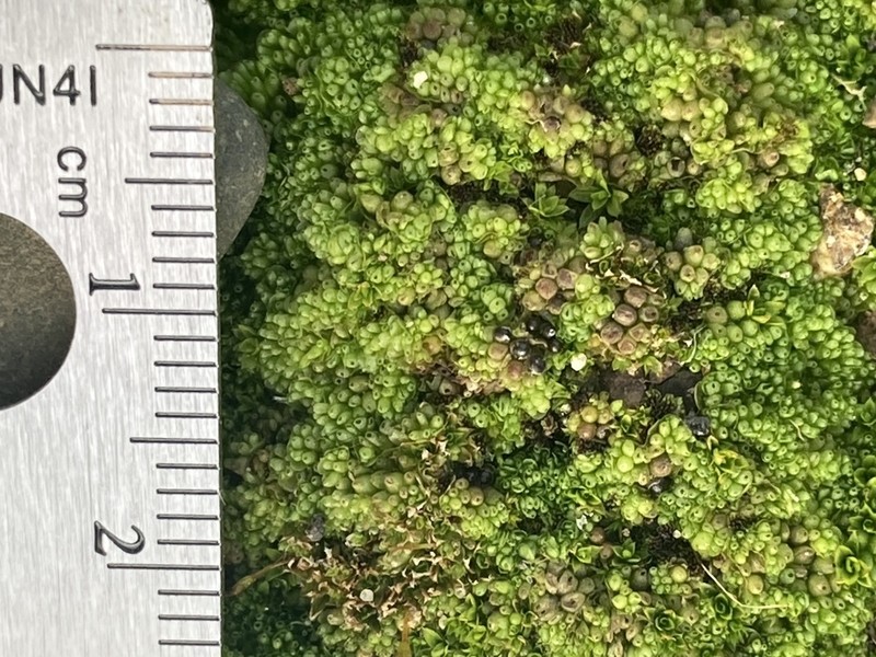 Sphaerocarpos cristatus photo 3