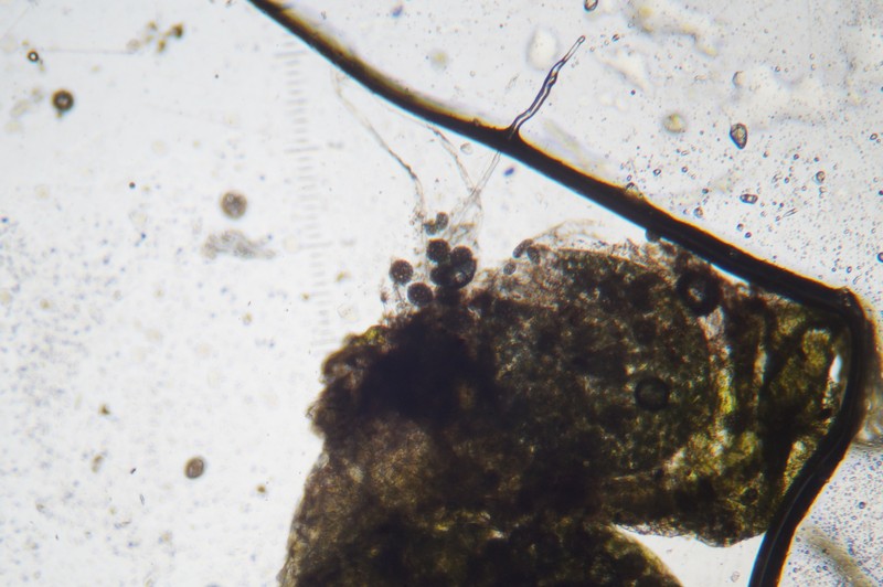 Sphaerocarpos cristatus photo 5