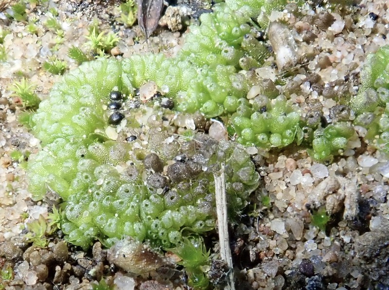 Sphaerocarpos cristatus photo 6
