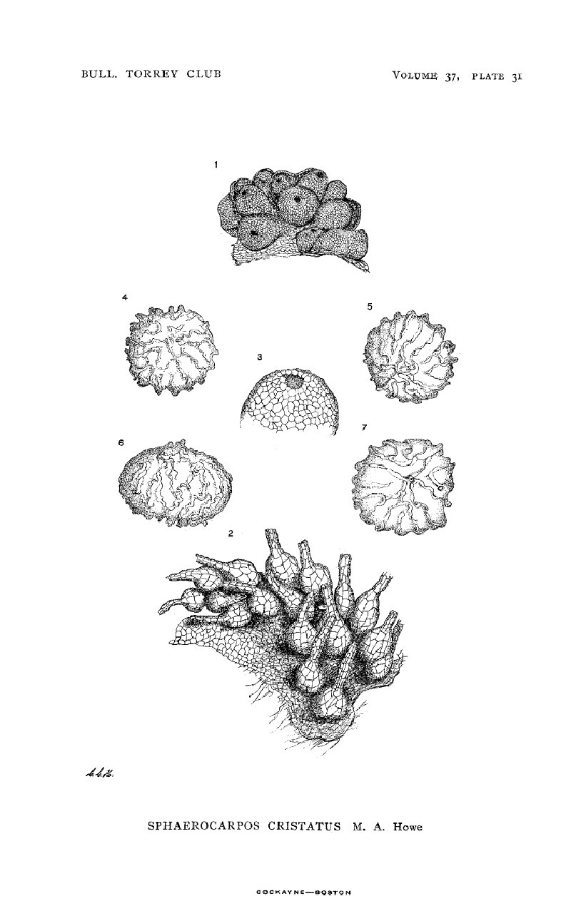 Sphaerocarpos cristatus