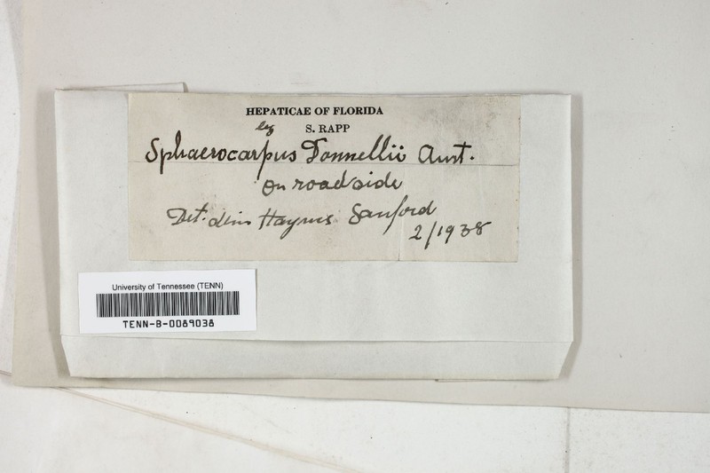 Sphaerocarpos donnellii