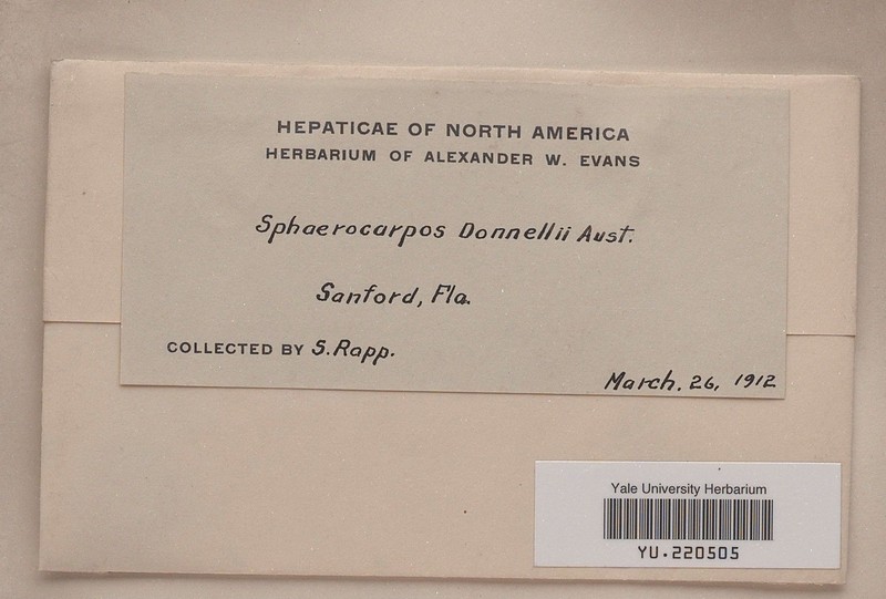 Sphaerocarpos donnellii photo 3