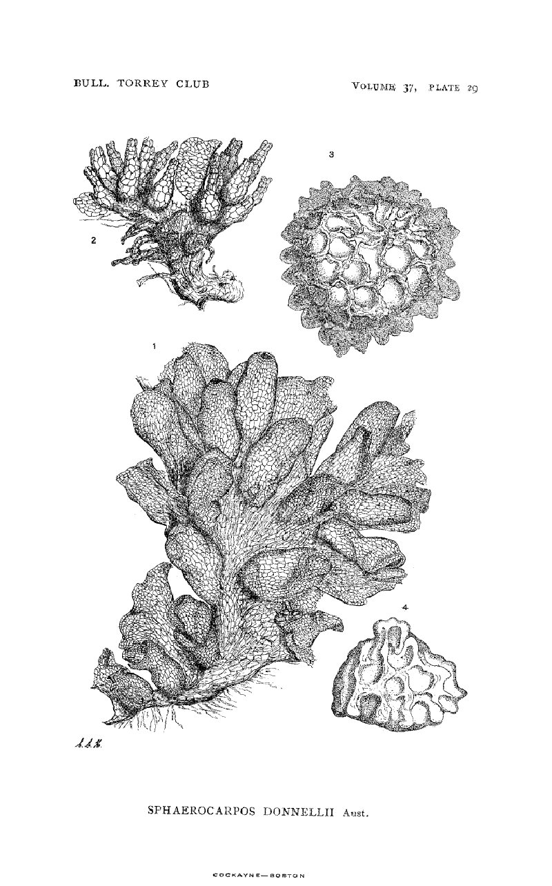 Sphaerocarpos donnellii