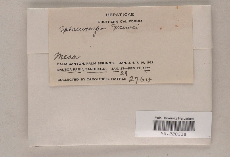 Sphaerocarpos drewei photo 2