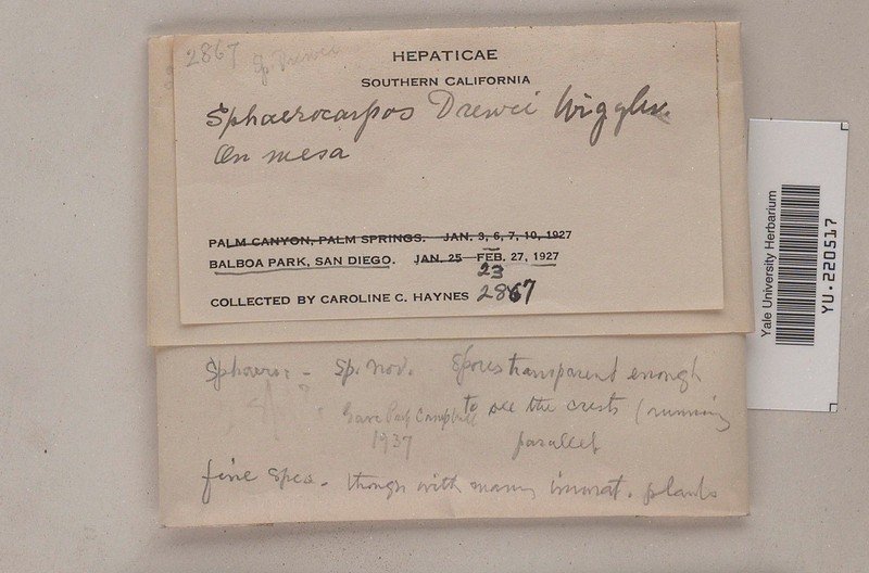 Sphaerocarpos drewei photo 7