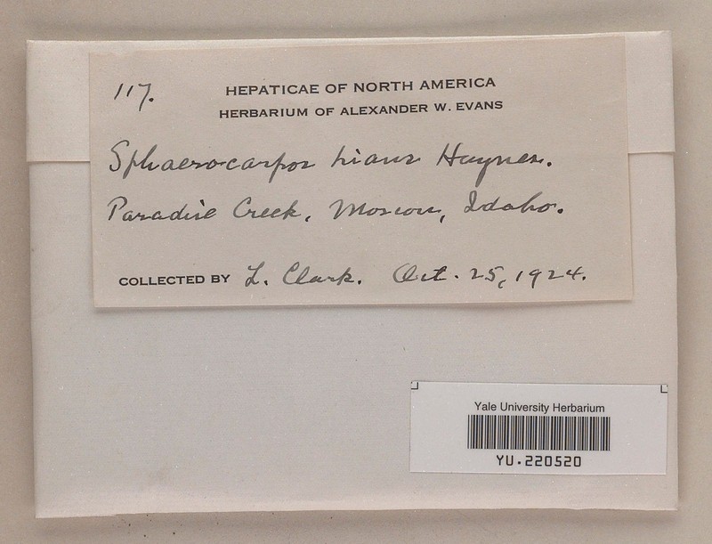 Sphaerocarpos hians