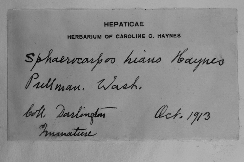 Sphaerocarpos hians photo 4