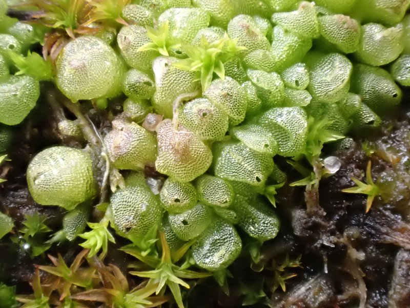 Sphaerocarpos michelii