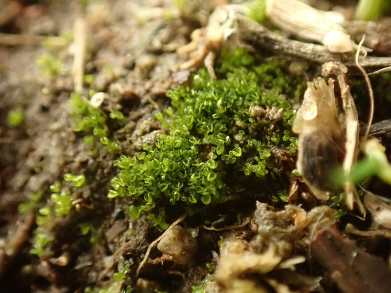 Sphaerocarpos teanus photo 2