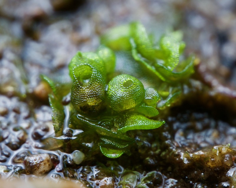Sphaerocarpos teanus photo 3